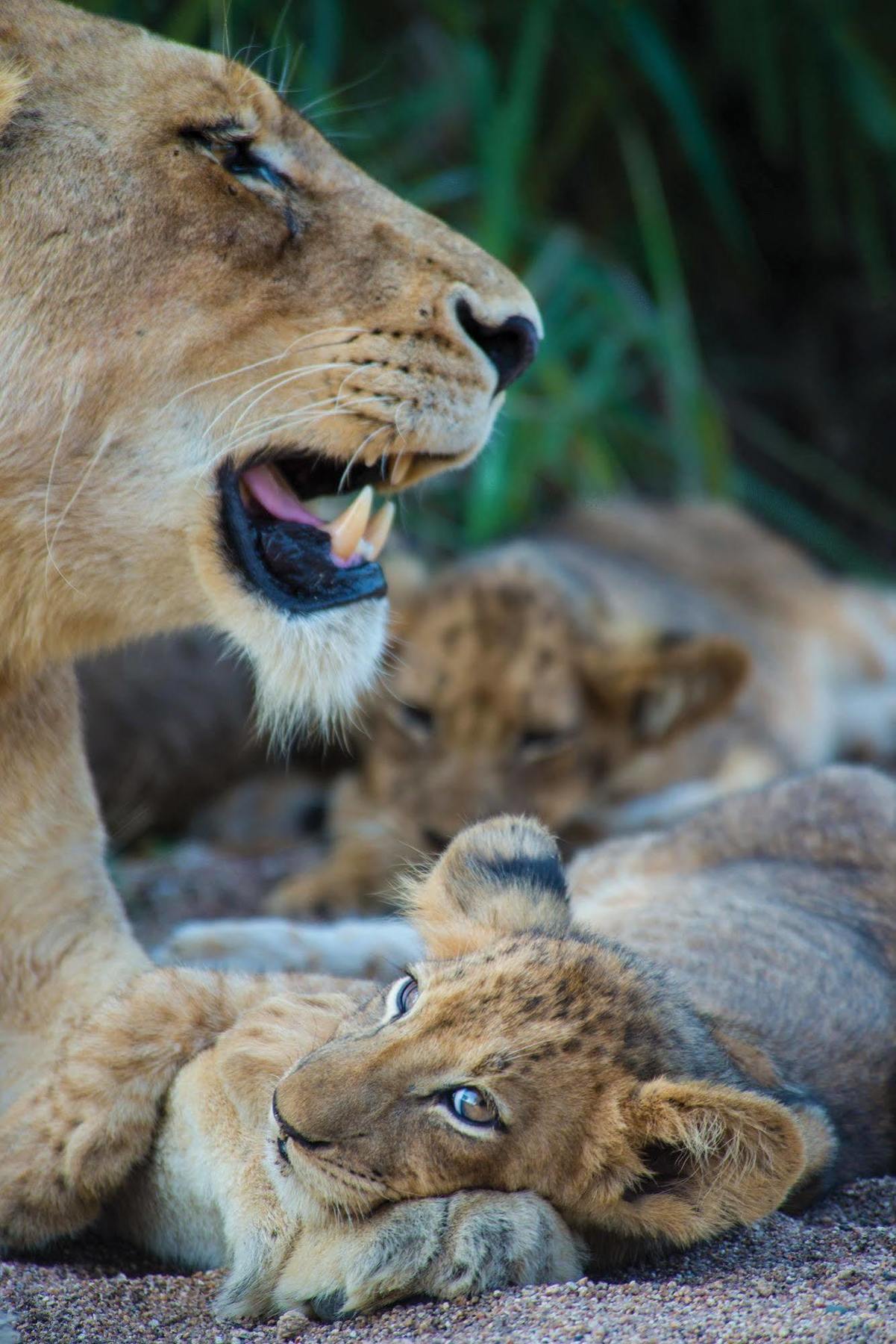 Lion Sands - Tinga Lodge 스쿠쿠자 외부 사진
