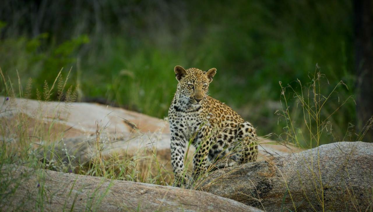 Lion Sands - Tinga Lodge 스쿠쿠자 외부 사진